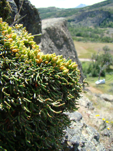 ephedra frustillata